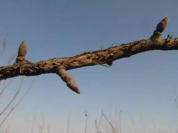 果树清园到底用什么药最好,冬季蜜柚清园管理要点