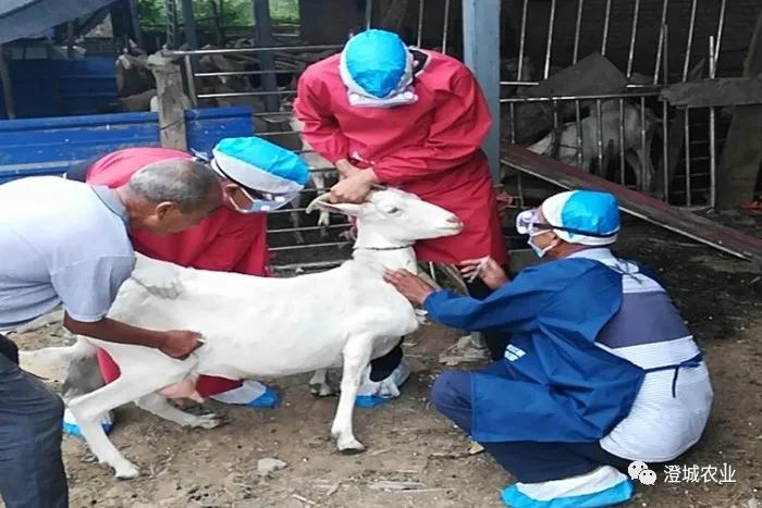 兰陵县疫情防控工作,布病防控宣传