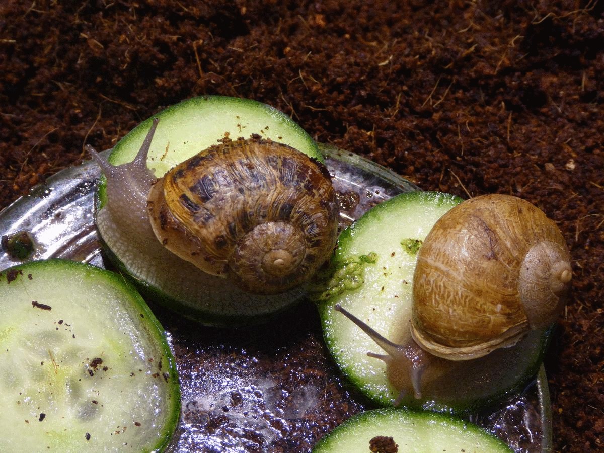 寄生虫操纵人类大脑,操纵意识的寄生虫