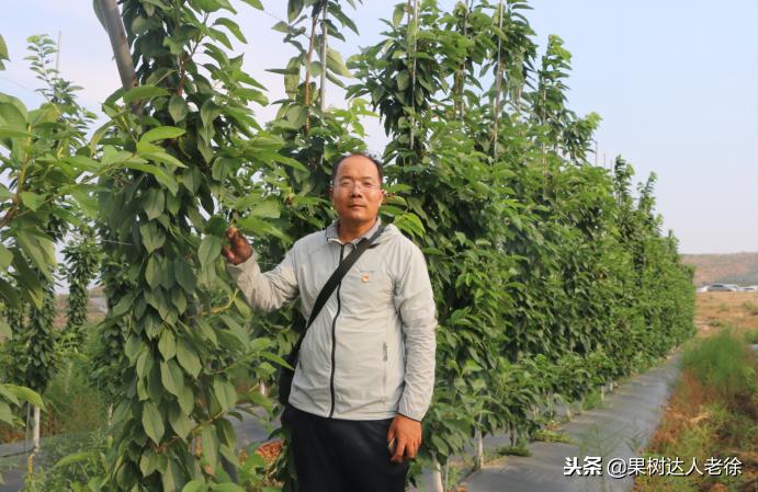 樱桃好吃树难栽，已经过时了，关键是要掌握好这些标准管理技术