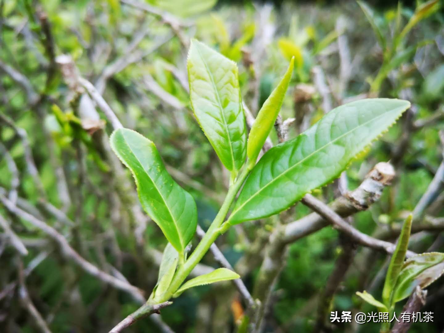 陈瑾在都挺好里扮演什么角色,都挺好角色介绍