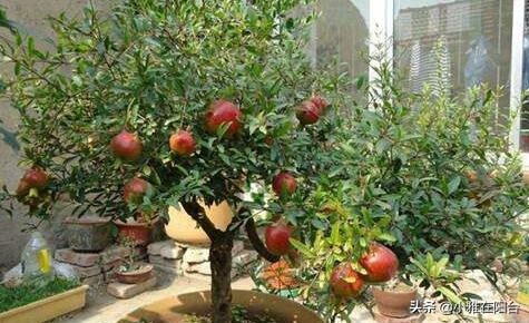 盆栽石榴怎么养视频,石榴盆栽的6个技巧