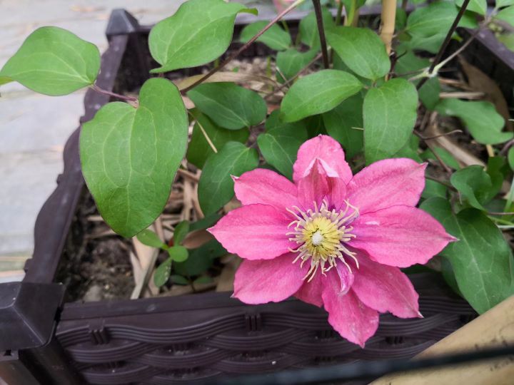 疆新,新疆番茄红素来了解一下