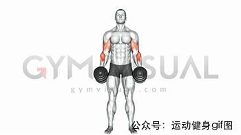 100张肌肉分解图,手臂肌肉的爆发力怎么练