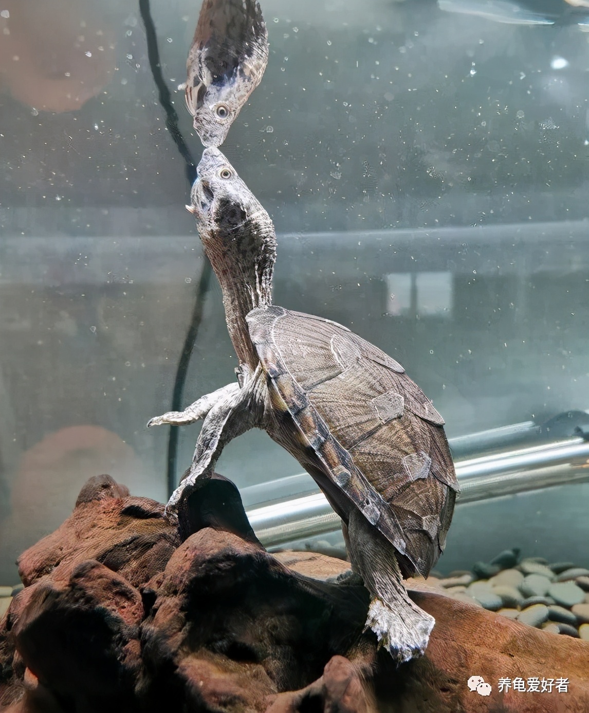 龟缸里有味道怎么处理,龟缸换水还是有白泡沫怎么处理