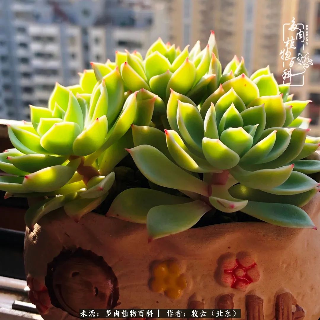 多肉植物一样的生机勃勃,多肉生活充满诗意