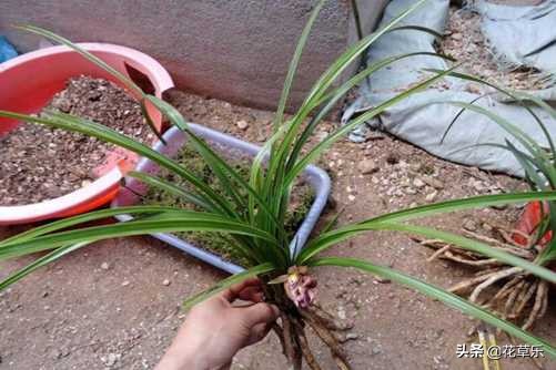 蕙兰叶子怎样塑形,蕙兰怎么养才开花多