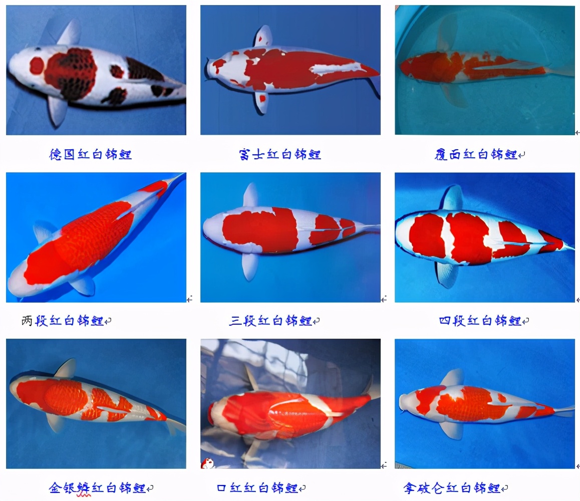 锦鲤鱼趴缸怎么解决,锦鲤鱼鳞溃烂最简单的解决办法