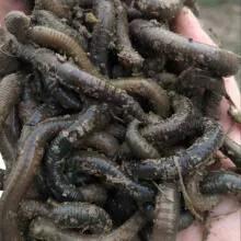 钓黄鳝的视频最新,如何正确的钓黄鳝