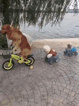 三个人逗一只狗,一只狗开心的日常