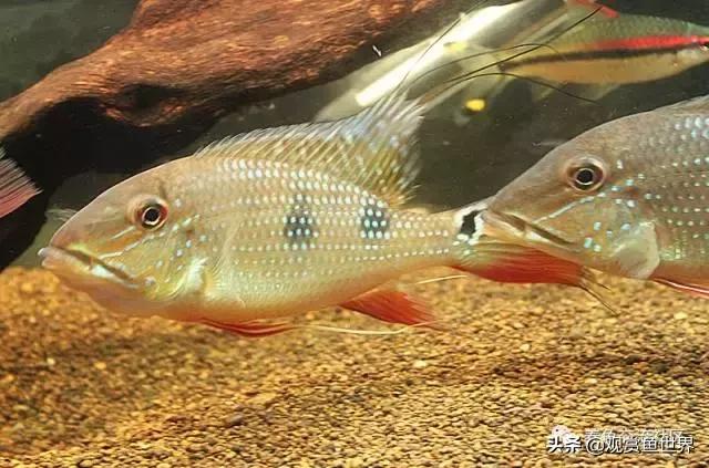 食土鲷一般多大尺寸,食土鲷哪个品种小一点