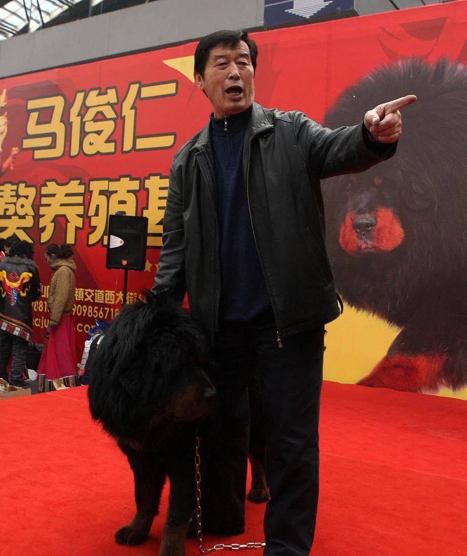 藏獒从东方神犬到无人问津,藏獒泡沫破灭