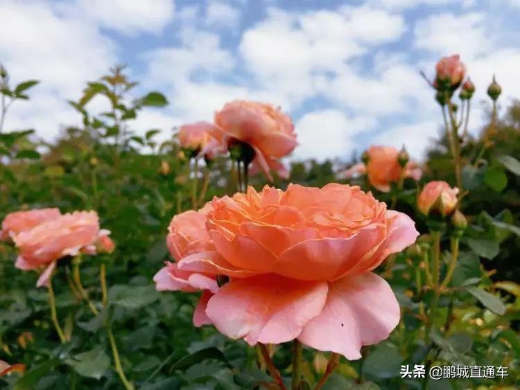 年宵花争奇斗艳价格亲民惹人爱,春节临近年宵花热销新品种受青睐