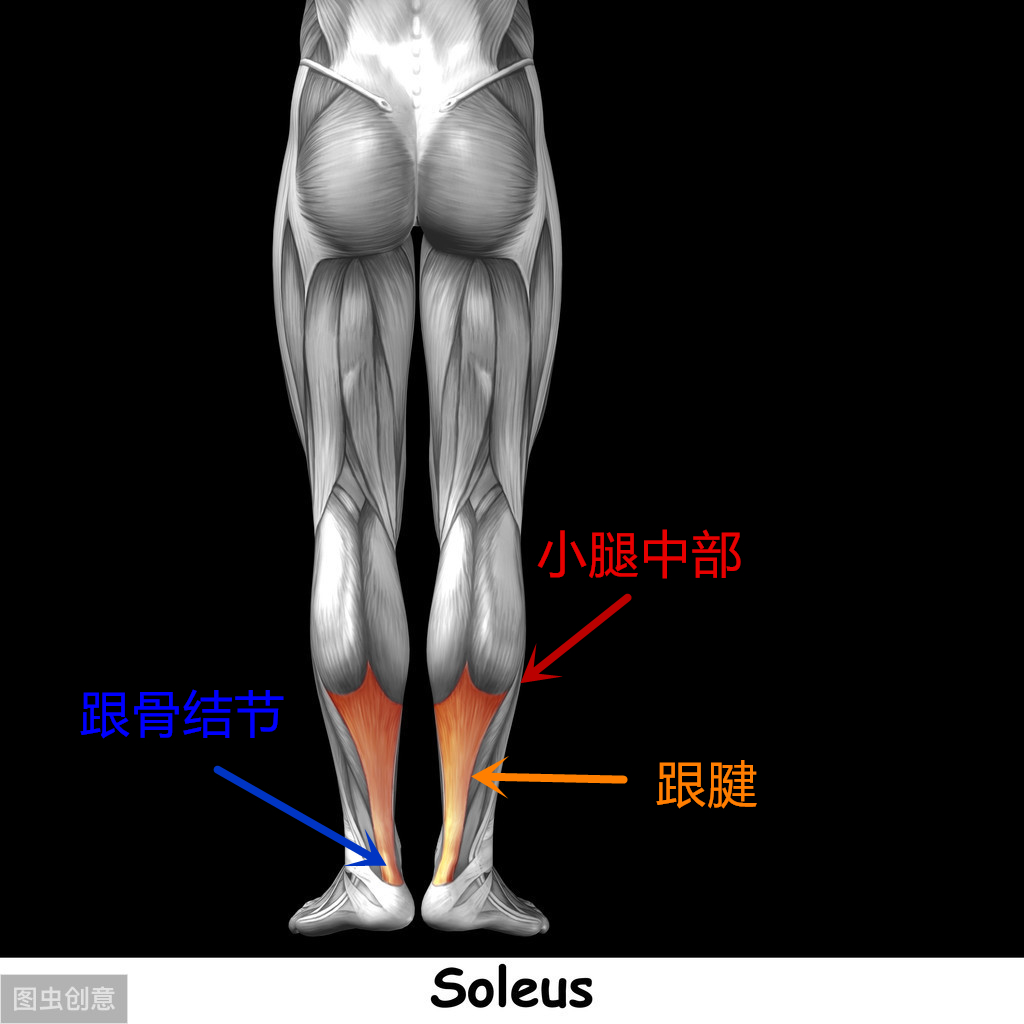 跟腱断裂的早期症状有哪些,诊断跟腱断裂最有效检查方法