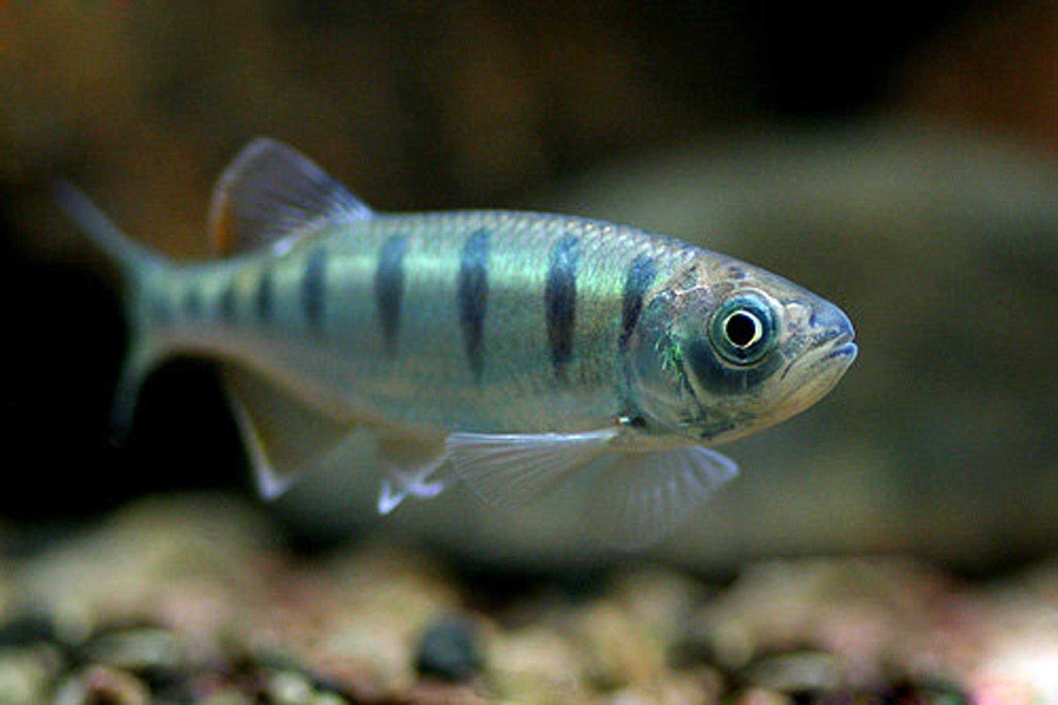 常见观赏鱼有哪些种类,不错的观赏鱼有哪些种类