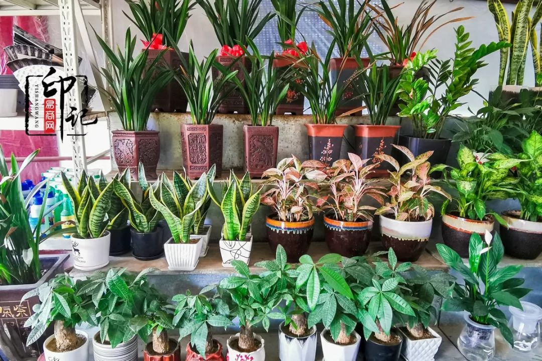 商丘道北花鸟批发市场,商丘花鸟宠物市场