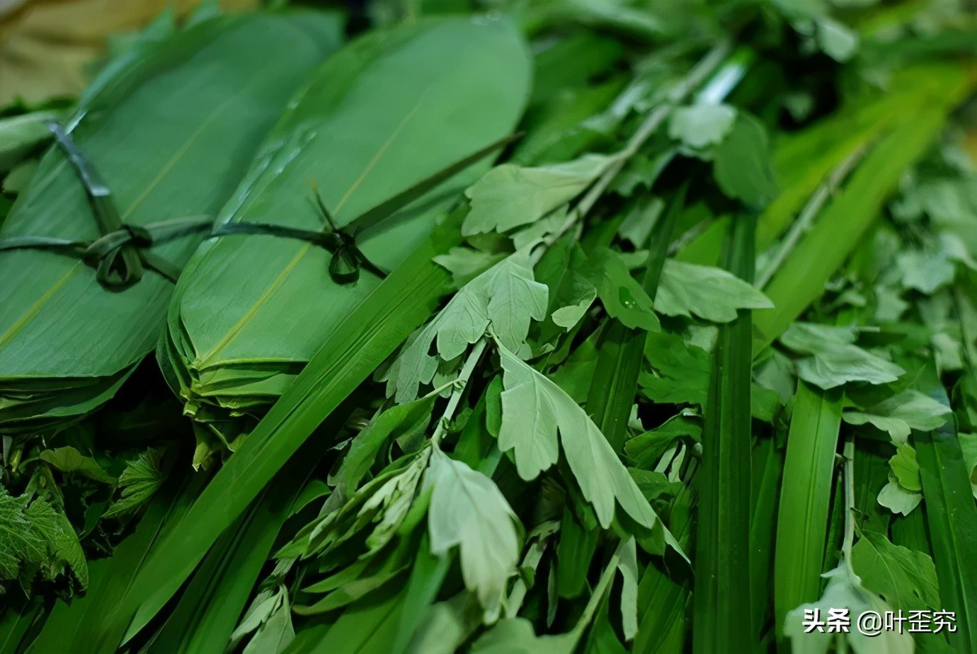 山前青青野艾草,你家门前插几枝?