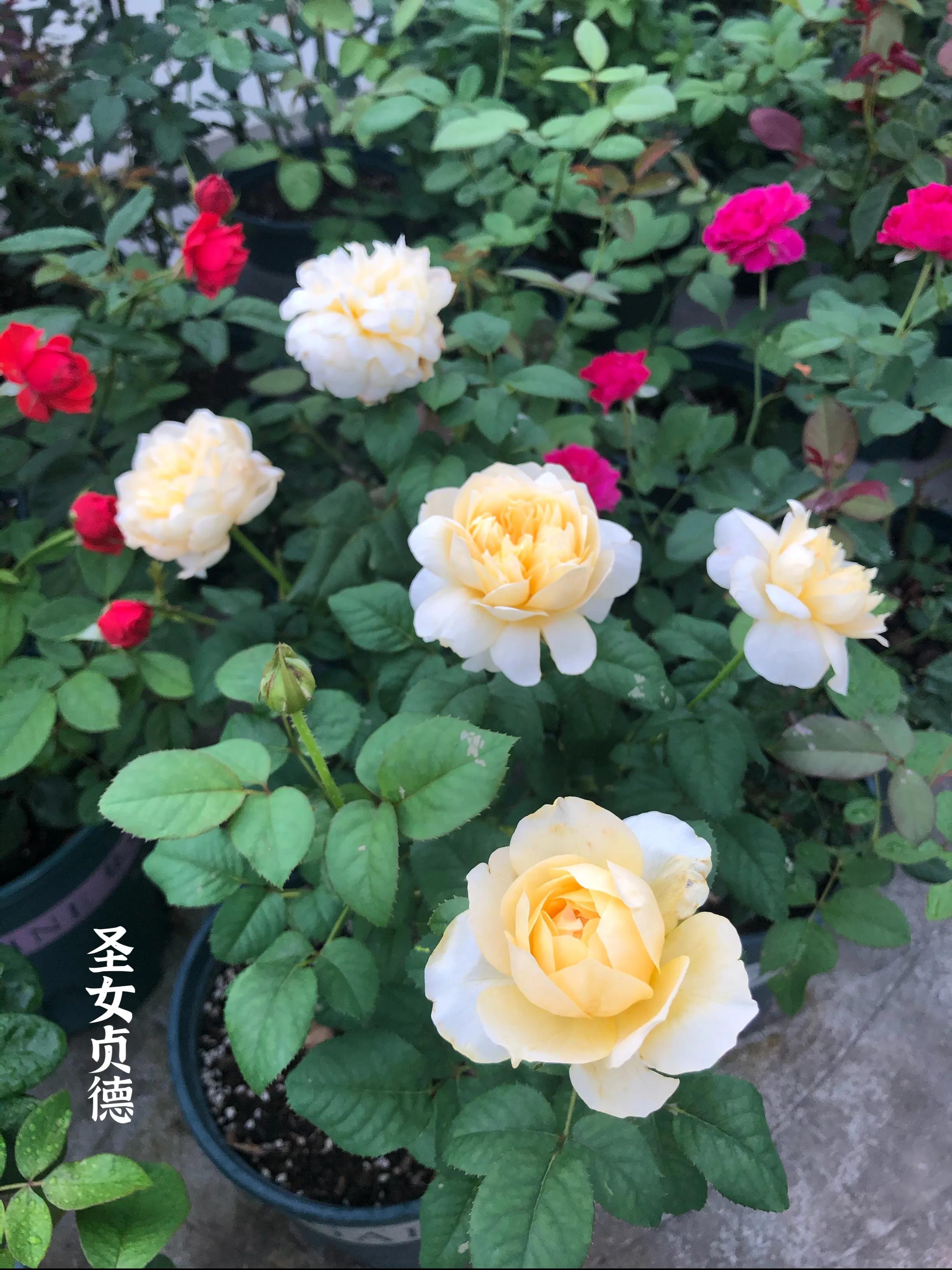 耐晒的藤本月季哪个品种好,哪些月季不适合广东