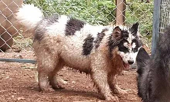 刚买回来的阿拉斯加怕人,刚买回来的阿拉斯加该怎么办