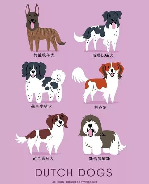 最常见狗狗品种大全及图片,中国常见的狗狗品种及图片大全