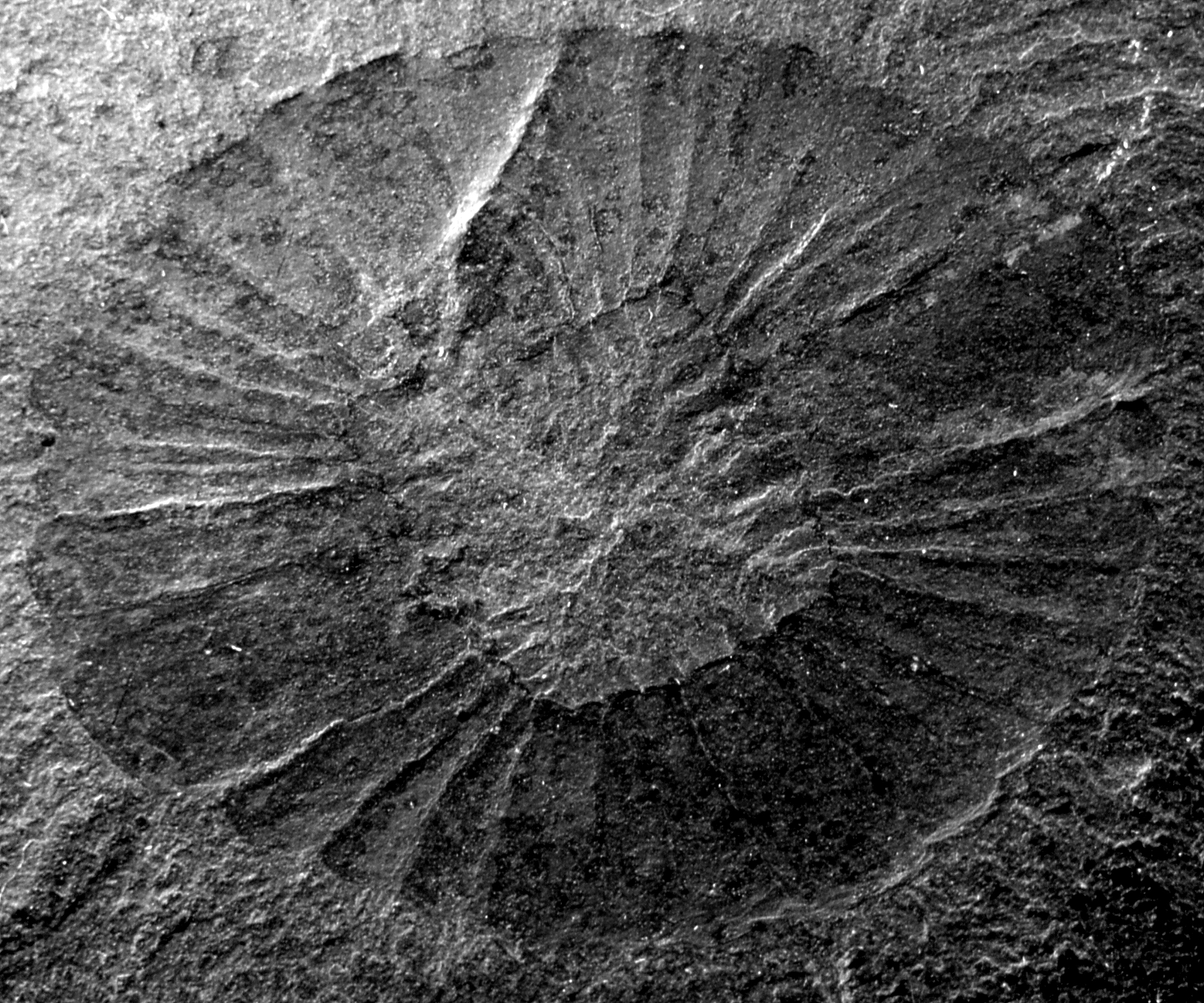 奇虾的故事1：恐虾首霸