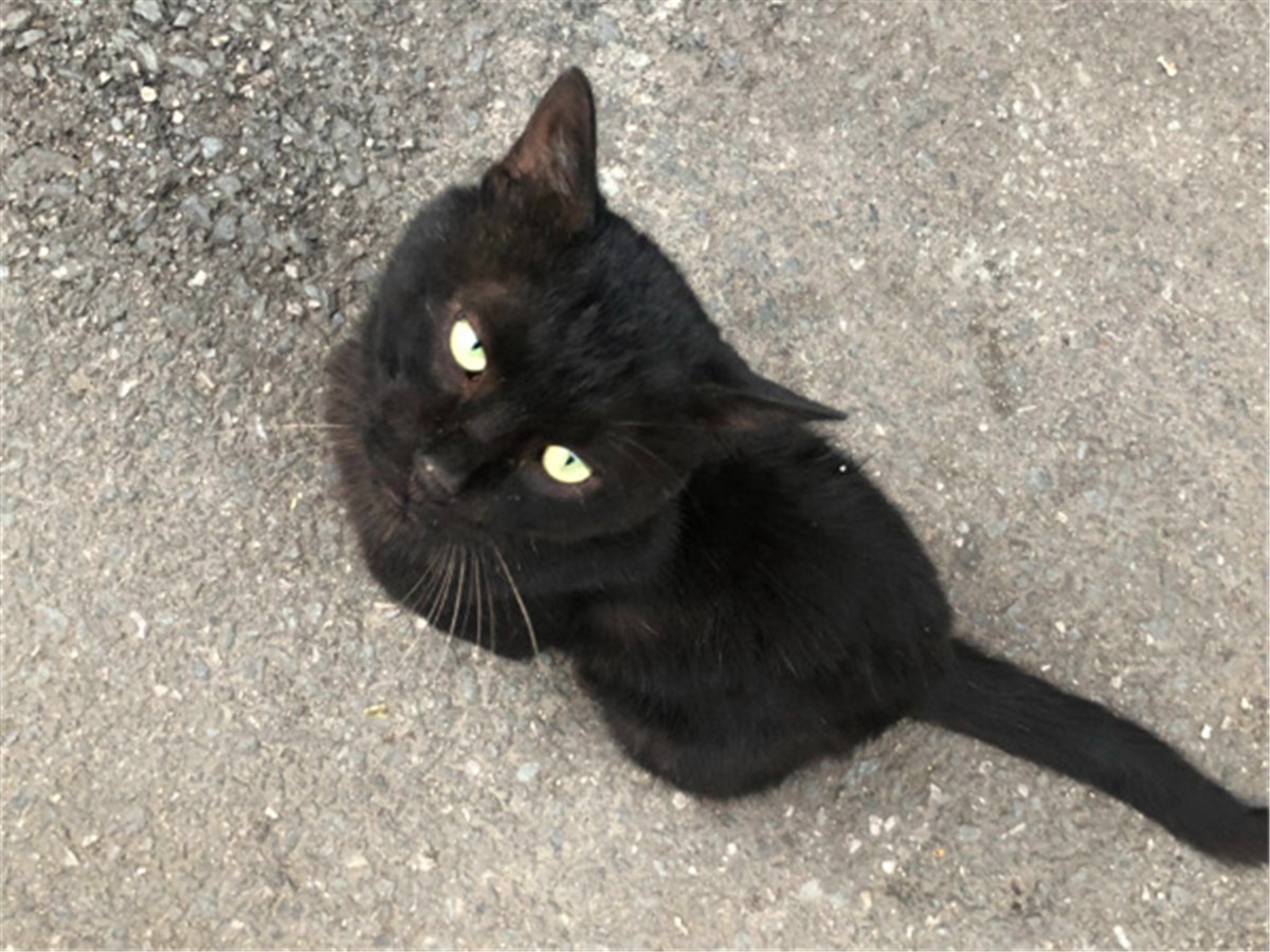 黑猫的性格与脾气怎么样,黑猫具有什么特点和性格