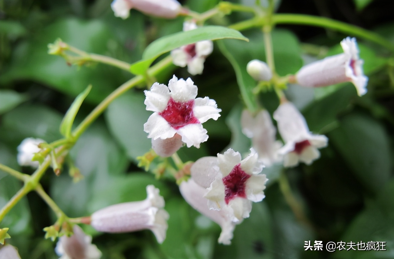 广西野菜臭藤,福建民间草药鸡屎藤