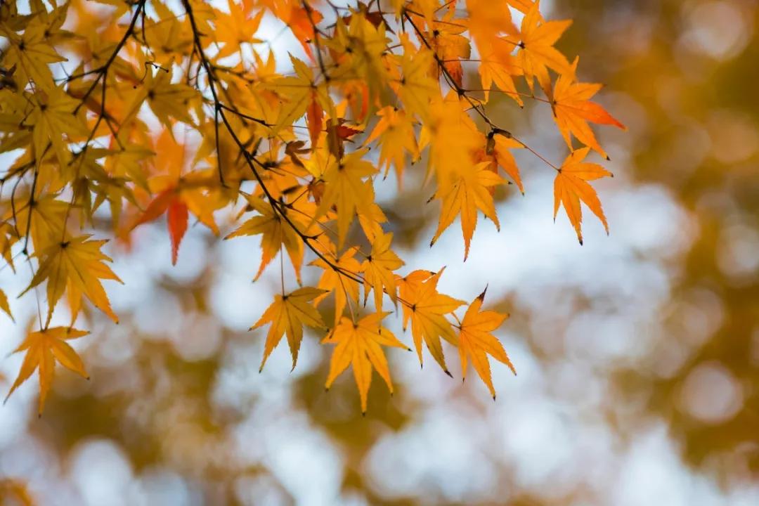 李白最美的十首诗是什么,李白写的几首最美的古诗