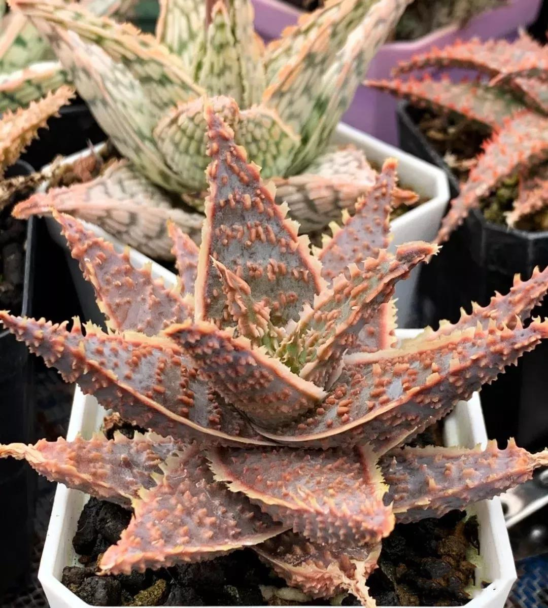 园艺观赏芦荟,园艺芦荟图鉴说明