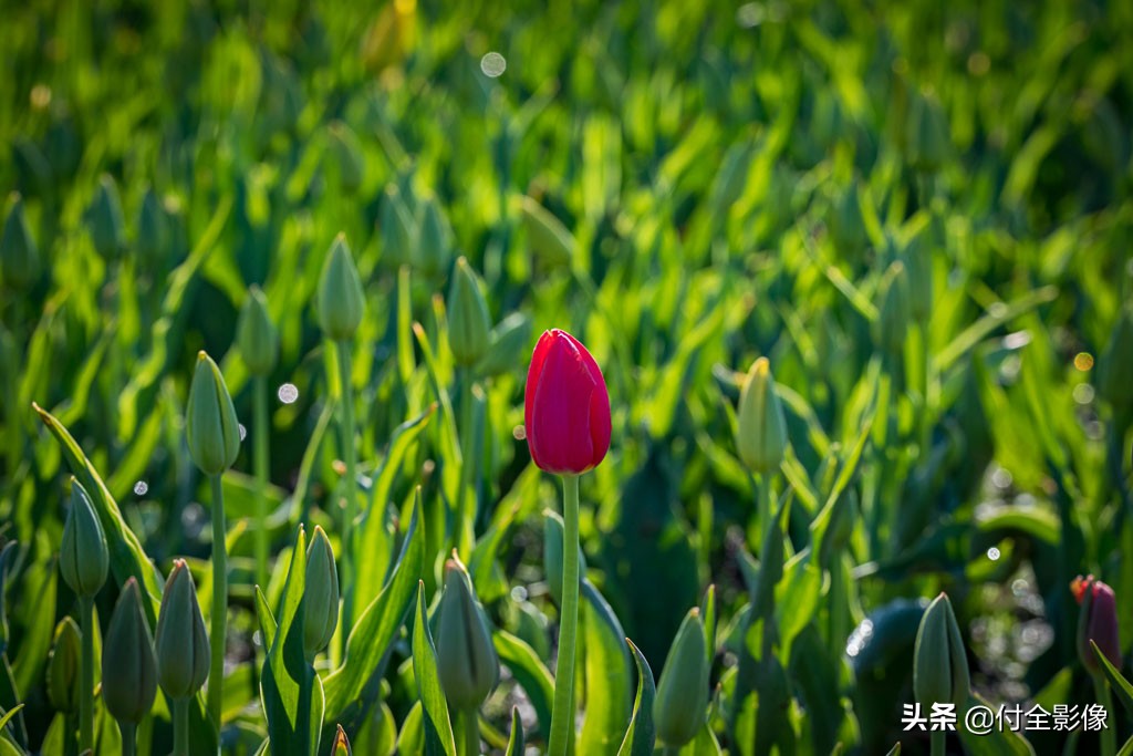 北京国际鲜花港门票优惠,北京国际鲜花港夏天