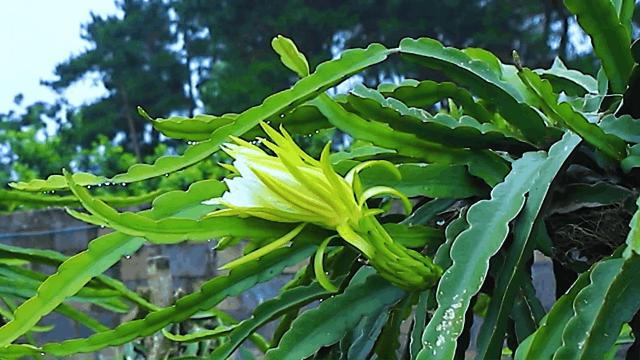 钟山水墨田园山水画廊,钟山水墨画廊要门票吗