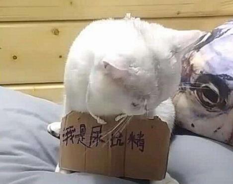 猫咪在被子上尿尿怎么纠正,猫咪报复性在地上拉屎咋办