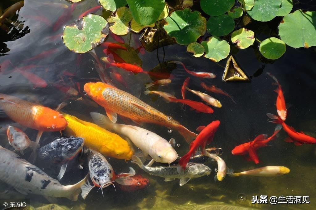 转运坚持做好这五点好运自然来,转运的关键在于自愈