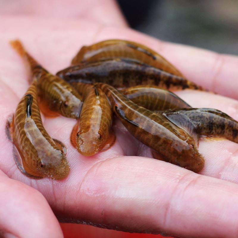 原生缸吸鳅推荐,鳅鱼能养在鱼缸里吗