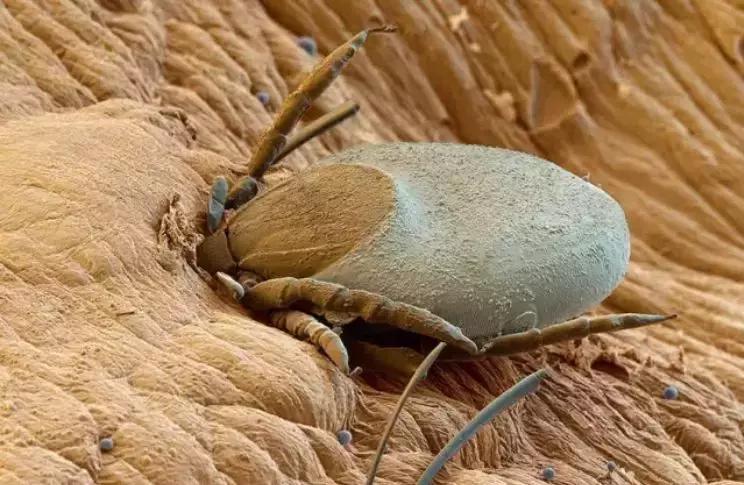 蜱虫在猪身上有什么危害,蜱虫的危害用什么药能除