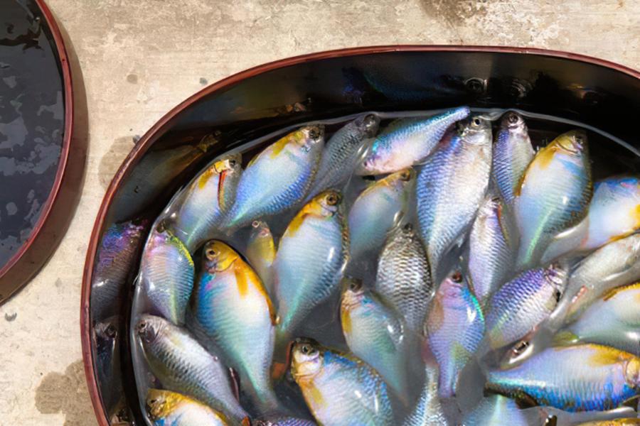 人称“中国彩虹”，吃起来却很苦，以前捞来喂鸭子，如今价格涨了