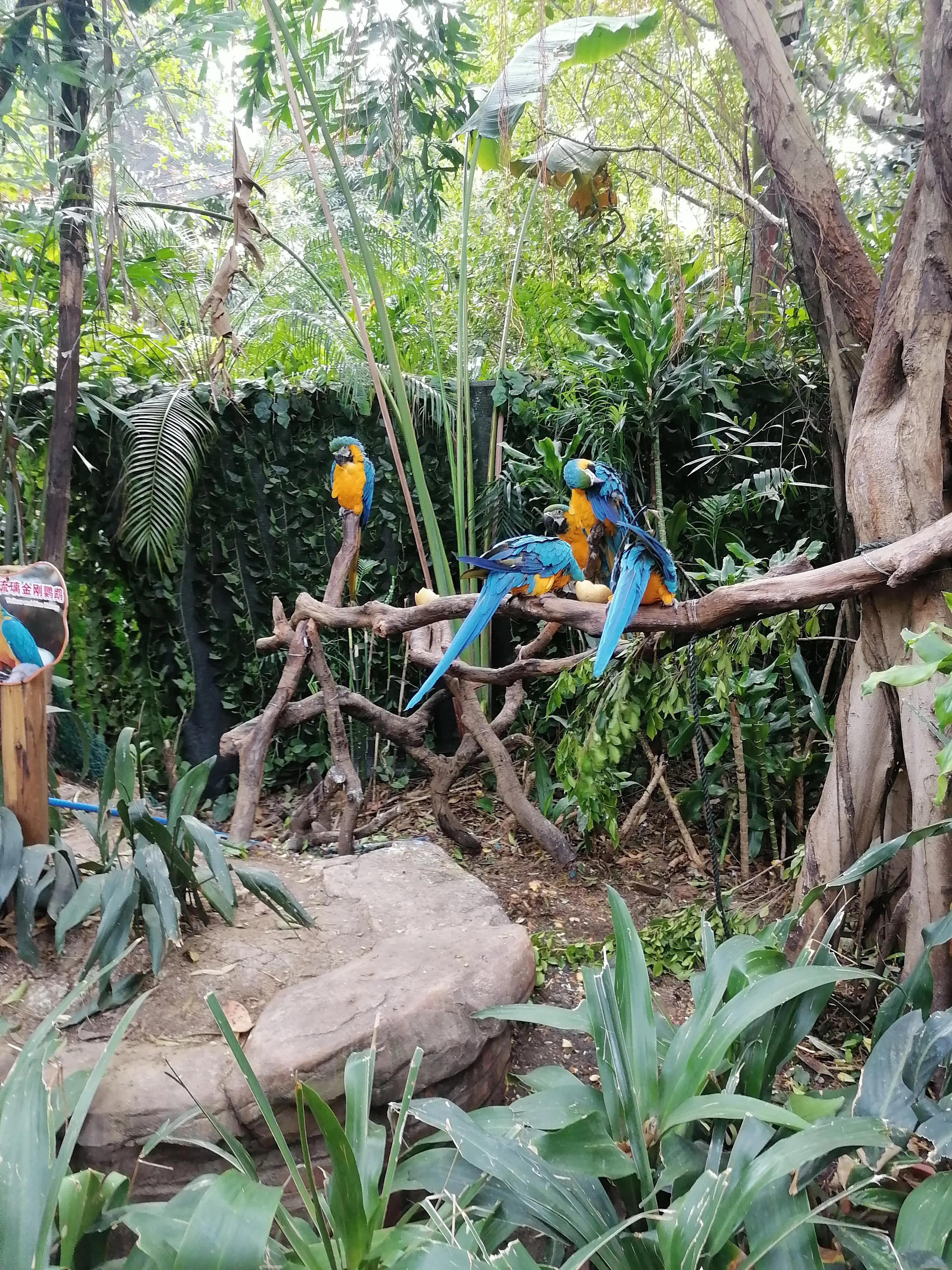 广州长隆动物世界好玩到什么地方,广州长隆动物世界有什么玩