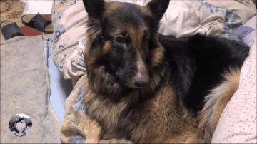 德牧躺在主人怀里睡觉,德牧躺着一动不动只喘气