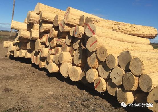 美国硬木干货价格,北美硬木排行