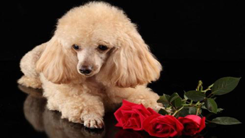 领养狗狗可以挑选品种和年龄么,领养狗狗要领养什么样子的好