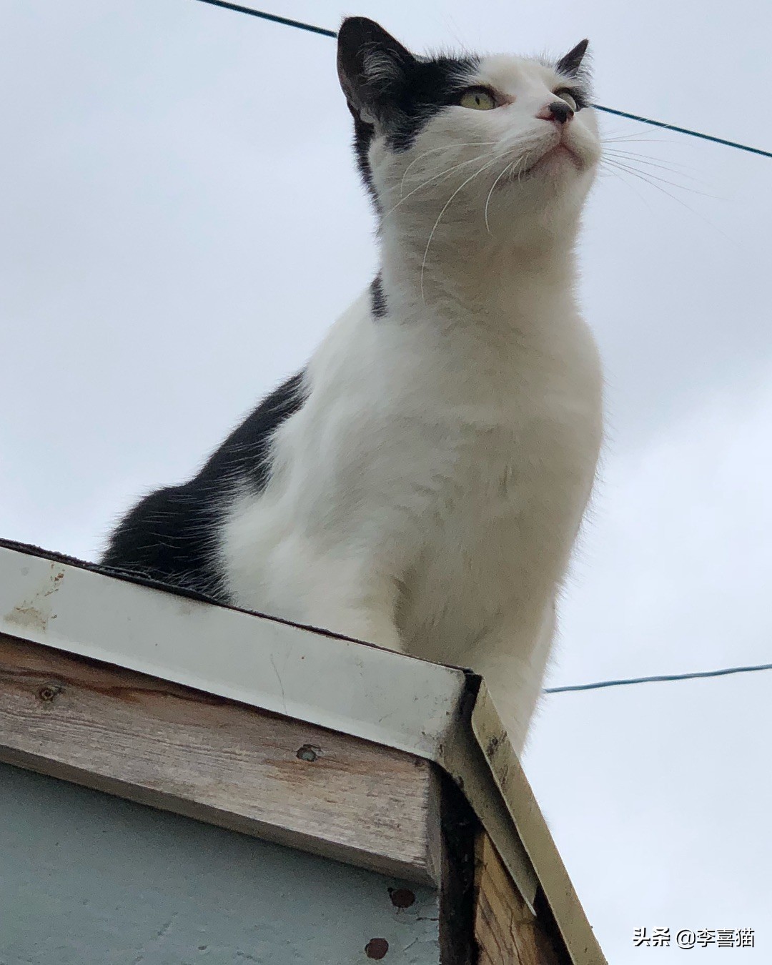 为什么铲屎官在家猫咪会一直睡觉,铲屎官最担心猫咪的几件事