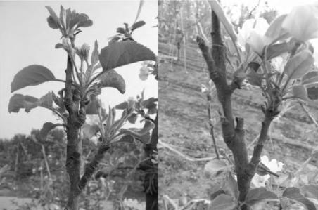 现代苹果整形修剪技术,柱状苹果树修剪视频教程全集