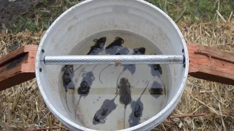 如何捕捉家里的老鼠小技巧,家里老鼠太多了捕鼠技巧