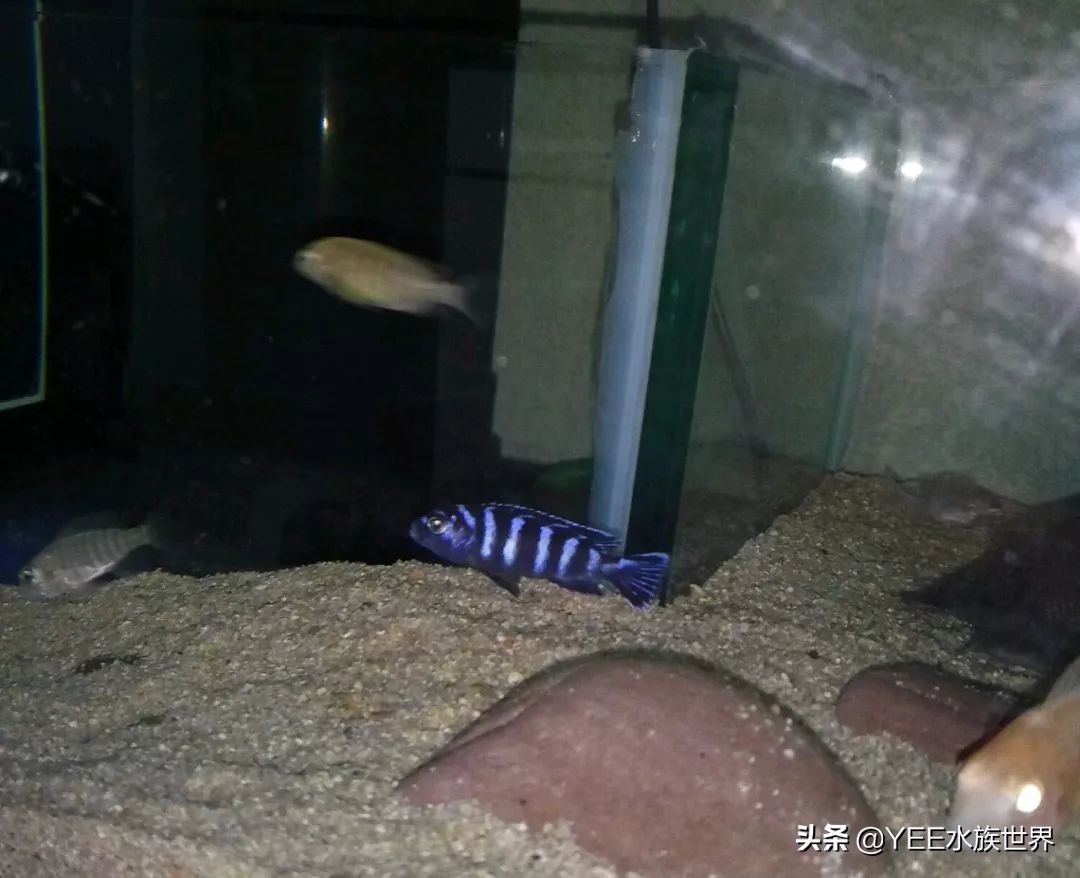 慈鲷太凶不想养了,养慈鲷注意事项