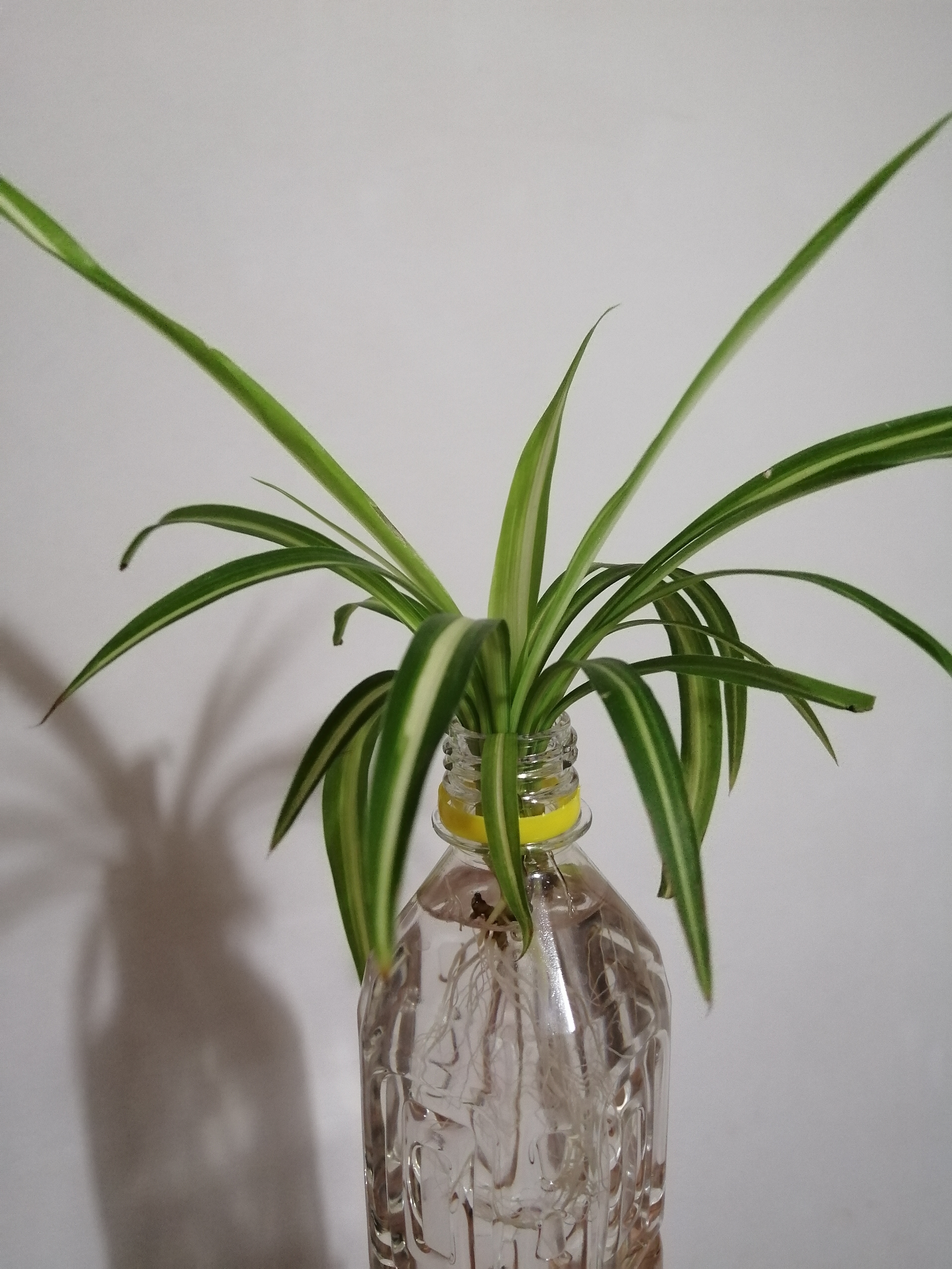 油画吊兰叶尖发枯发黑是怎么回事,金边吊兰叶子边缘发黑是怎么回事