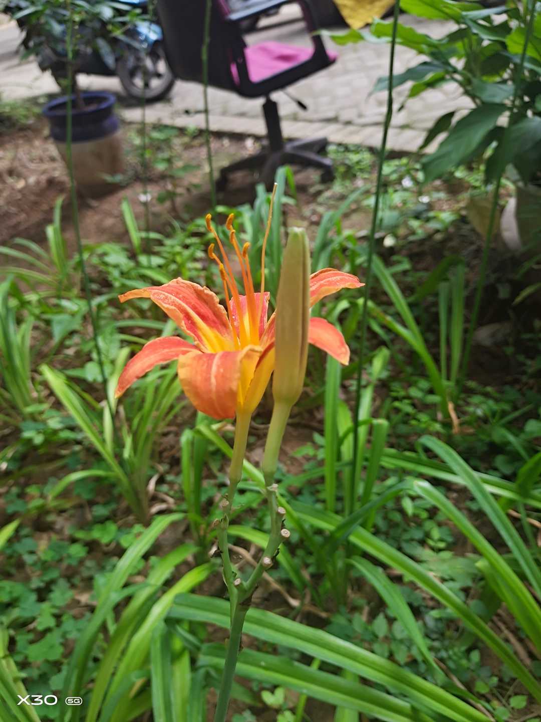 楚楚动人的黄花菜,优雅的黄花菜