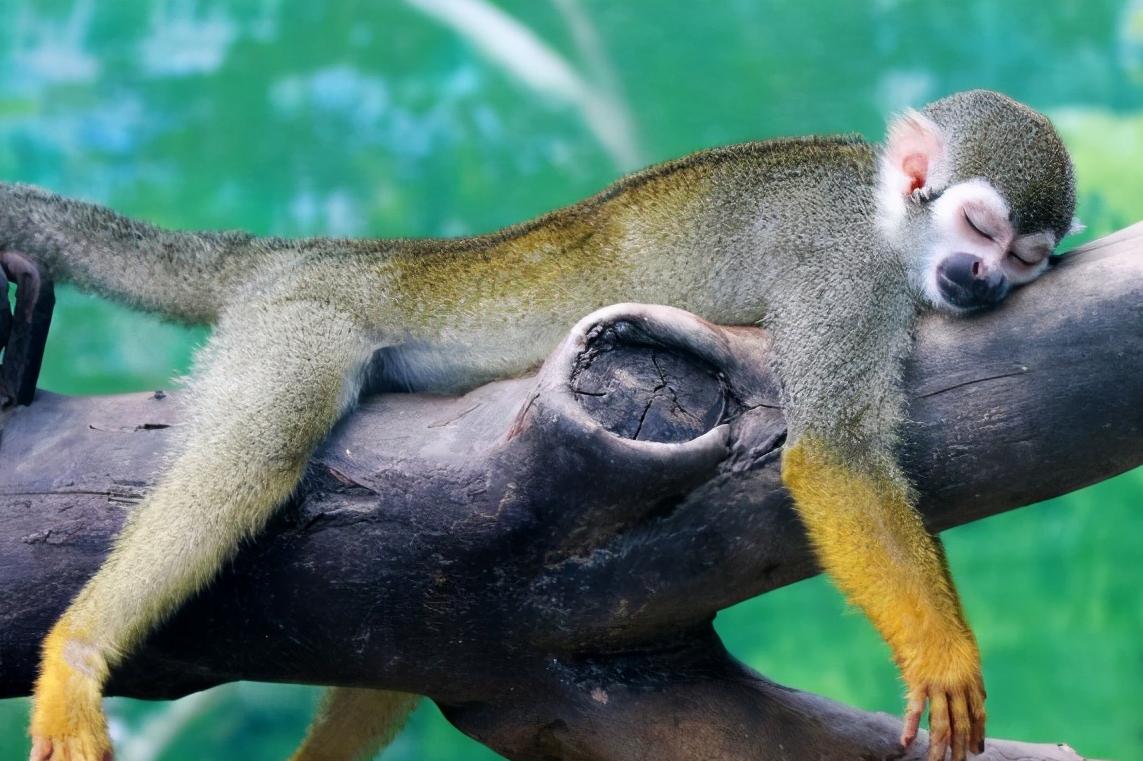 郑州市动物园30元门票都包含什么,郑州市动物园门票多少钱一张