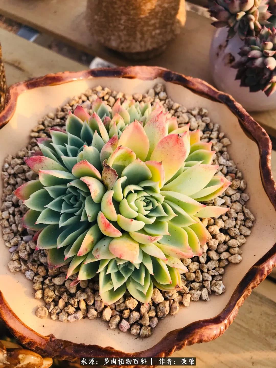 我在包邮区养肉，附多肉越冬度夏养护建议！