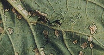 甜瓜细菌性果斑病怎么治疗,甜瓜细菌性叶斑病症状