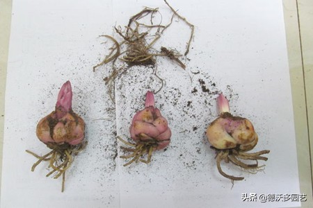 百合的种植方法和最佳时间,宜兴百合种植方法和注意事项